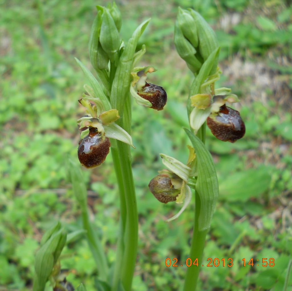 Ophrys ...